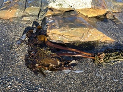 Laminaria digitata