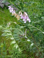 Lathyrus jepsonii californicus