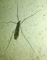 Tipula rufina