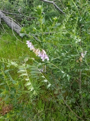Lathyrus jepsonii californicus