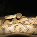 Telescopus rhinopoma - Photo (c) hossein_nabizadeh, μερικά δικαιώματα διατηρούνται (CC BY-NC)