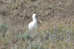 Platalea leucorodia