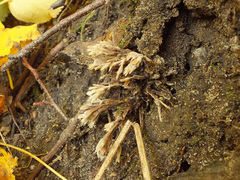 Thelephora penicillata