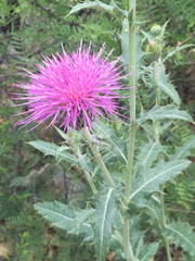 Cirsium texanum