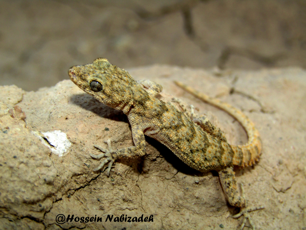 Asia Minor Thin-Toed Gecko