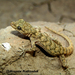 Mediodactylus heterocercus - Photo (c) hossein_nabizadeh, alguns direitos reservados (CC BY-NC)