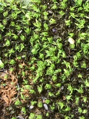 Ptychostomum cellulare