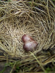 Emberiza citrinella
