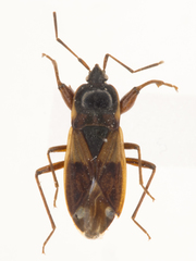 Eremocoris semicinctus