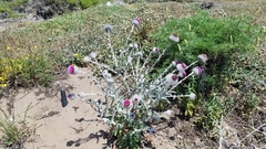 Cirsium occidentale occidentale