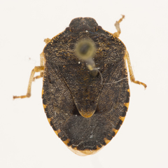 Holcostethus abbreviatus