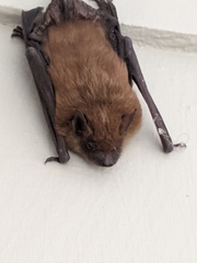 Eptesicus fuscus