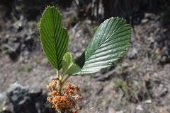 Cercocarpus macrophyllus
