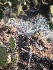 Acmispon argophyllus adsurgens