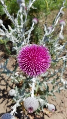 Cirsium occidentale occidentale