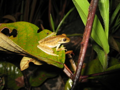 Boana multifasciata