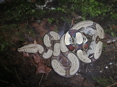 Boa constrictor constrictor