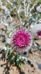 Cirsium occidentale occidentale