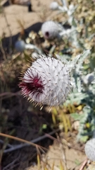 Cirsium occidentale occidentale