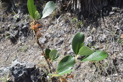 Cercocarpus macrophyllus