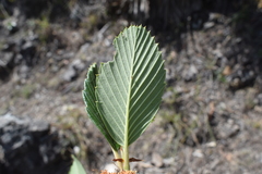 Cercocarpus macrophyllus