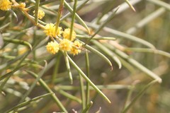 Acacia papyrocarpa