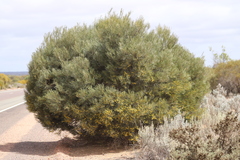 Acacia papyrocarpa