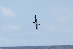 Pseudobulweria rostrata