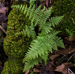 Cystopteris bulbifera