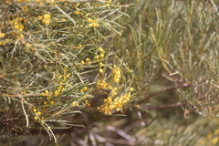Acacia papyrocarpa