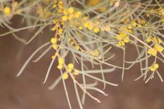 Acacia papyrocarpa