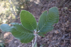 Cercocarpus macrophyllus