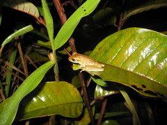 Boana multifasciata