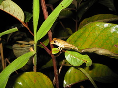 Boana multifasciata