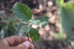 Cercocarpus macrophyllus