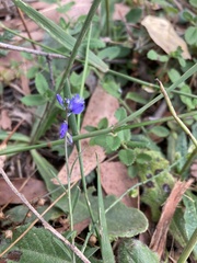 Comesperma volubile