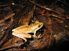 Boana multifasciata