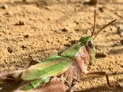 Chimarocephala pacifica pacifica