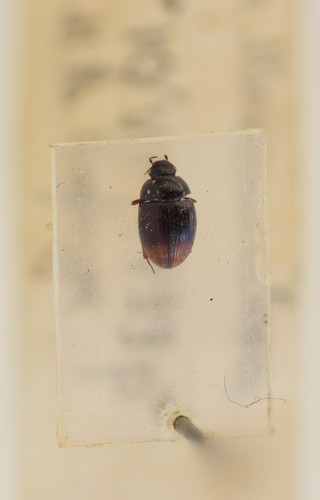 Cercyon ustulatus