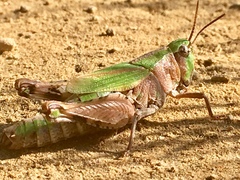 Chimarocephala pacifica pacifica