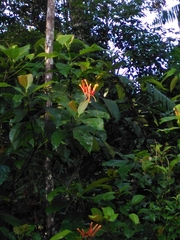Isertia coccinea