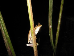 Boana multifasciata