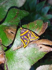 Hemerophila orinympha