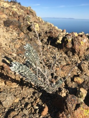 Acmispon argophyllus adsurgens