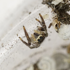 Pellenes tripunctatus