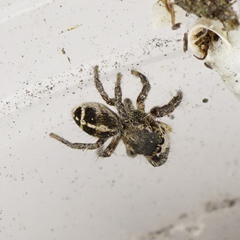 Pellenes tripunctatus