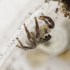 Pellenes tripunctatus