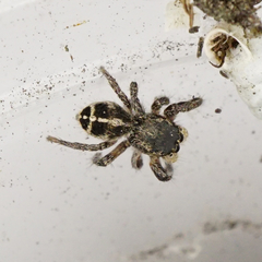 Pellenes tripunctatus