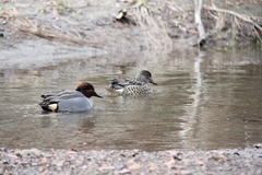 Anas crecca carolinensis