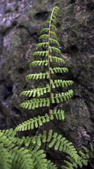 Cystopteris bulbifera